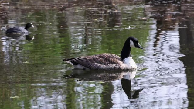 The Canada Goose, Branta canadensis at a Lake near Munich in Germany. It is a goose with a black head and neck, white patches on the face, and a brownish-gray body.