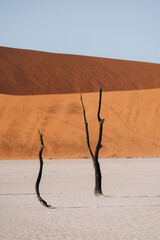 Photo of old trees in the stunning and beautiful Deadvlei, Sossusvlei, Namibia