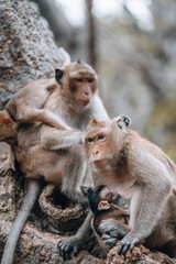 Macaque monkeys and baby monkey in Phetchaburi Thailand Asia 