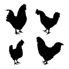 Hen, roosters and chicken silhouette. Black chicken silhouettes colelction
