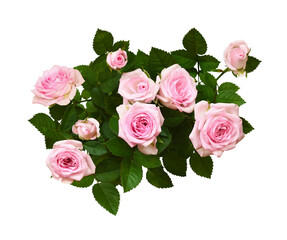 Bush of pink rose flowers with green leaves isolated on white or transparent background.  Top view.