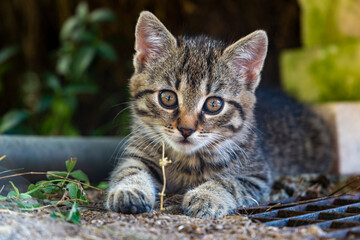 Photo of a small striped kitten in a summer garden.