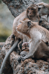 Macaque monkeys and baby monkey in Phetchaburi Thailand Asia 