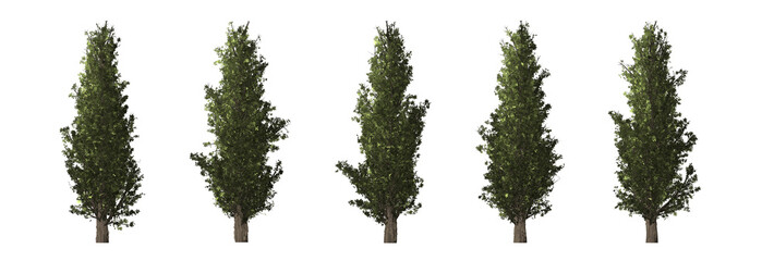 set of populus nigra trees isolated on a transparent background.