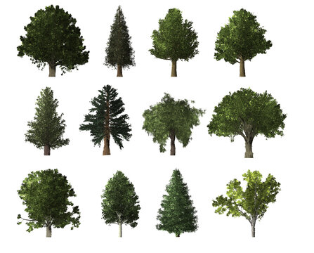collection of various trees, including maple,oak, pine, apple, etc., isolated on a transparent background.