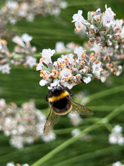 Bumblebee diligently collecting pollen and juices on a flowering bush