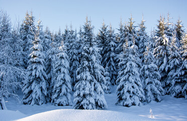 the snow covers the forests in the high mountains