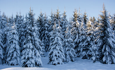 the forest covered by snow on a beautiful and cold winter day