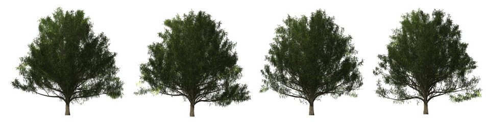 set of realistic trees on a transparent background, cutout png