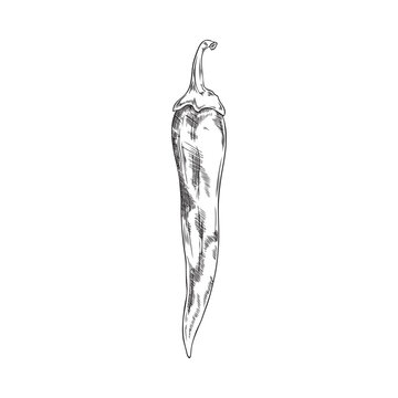 recommend clip art: Hand drawn monochrome chili pepper sketch style, vector illustration