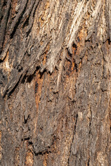 Embossed texture of the bark of oak. Panoramic photo of the oak texture.