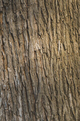 Embossed texture of the bark of oak. Panoramic photo of the oak texture.