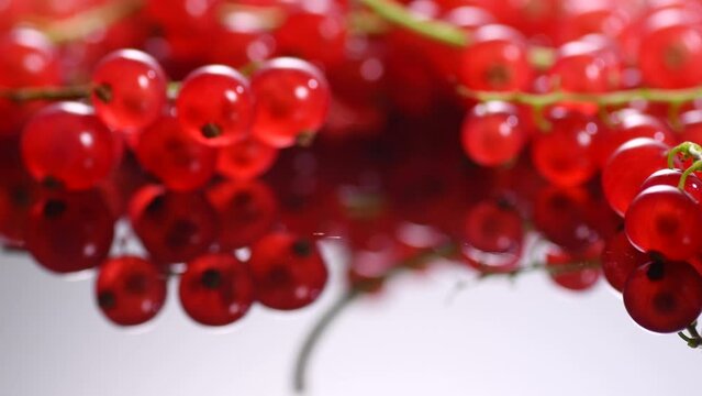 Red currant berries close up. Fresh and juicy organic redcurrant berry macro shot. Tasty vegan food, heap of berries with reflection. Rotating