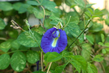 Close up of Blue Pea flower or Asian Pigeonwings (Clitoria ternatea)