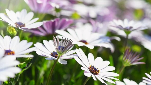 Osteospermum flowers, South African daisy or Cape colorful daisy flower blooming outdoors. Flower bed of beautiful pink and white cape marguerite, Dimorphotheca flowers, landscape design, garden