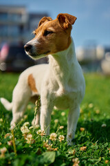 Cute small dog on lawn with green grass near living house at summer day. Active pet outdoors. Cute Jack Russell terrier portrait