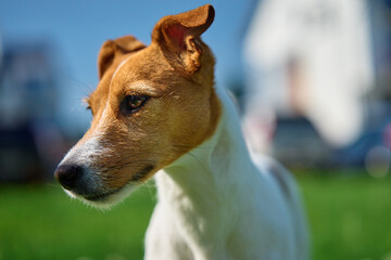 Adorable portrait of cute dog outdoors, close up. Active pet posing against green grass background. JAck Russell terrier walking at summer day