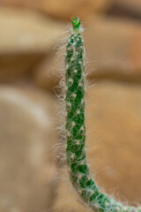 Austro Opuntia Monacantha Cactus in Terracotta Pot