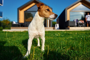 Cute small dog on front yard near suburban house at summer day. Pet walking on lawn with green grass against house facade. Jack Russell terrier portrait