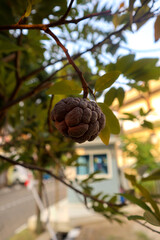 Srikaya fruit that hangs on a tree