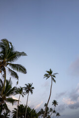 Palm tree swing above ocean at Dalawella Beach, Unawatuna, Sri Lanka,