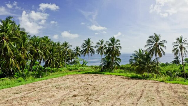 From field through palm trees, drone revealing typical Bajan homes. Bathsheba