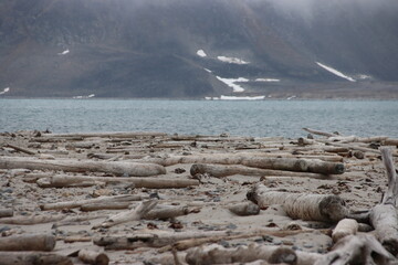 Driftwood on a beach in the Svalbard Archipelago, Norway.