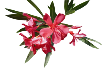 Piękny czerwony turecki kwiat bez tła