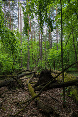 Kampinoski National Park Landscape In Poland