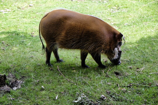 Red iver Hog, Chester Zoo, England.
