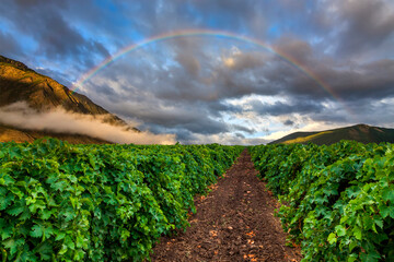 Vineyard at sunset with a rainbow. Winemaking in France