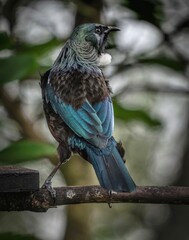 New Zealand tui 