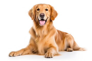 A Golden Retrievers Dog isolated on white plain background