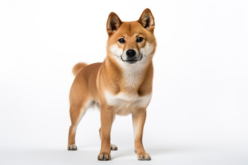 A Shiba Inu Dog isolated on white plain background