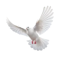 Foto op Plexiglas Toilet One White Dove freedom flying Wings on transparent background symbol of International Day of Peace, Holy spirit of God in Christian religion heaven concept