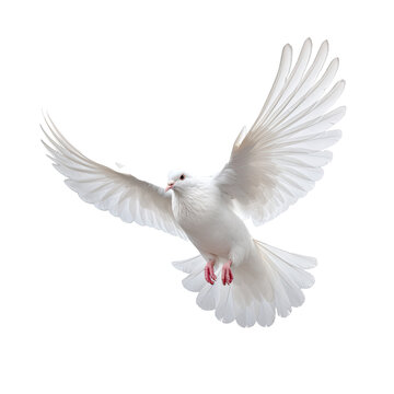 One White Dove freedom flying Wings on transparent background symbol of International Day of Peace, Holy spirit of God in Christian religion heaven concept