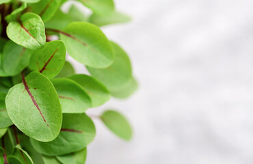 Fresh sorrel microgreens