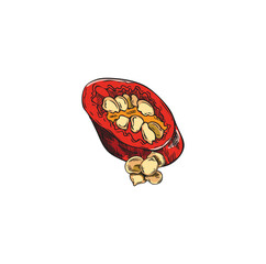 Slice red chili pepper with seeds, cut paprika pod, piece flavoring spicy vegetable vector hand drawn illustration