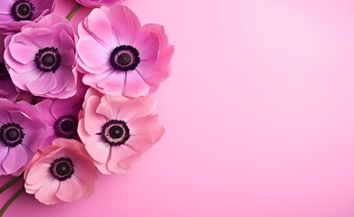 Fototapeta na wymiar A bouquet of pink Anemone flowers on pink background.