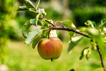 jabłek, drzew, owoc, jedzenie, galąz, czerwień, dojrzałe, charakter, feuille, jesienią, sad, zdrowa, naturalny, jardin, swiezy, rolnictwa, zbiorów, słodki, roślin, lato, farma, granat © Krzysztof  Jaworski