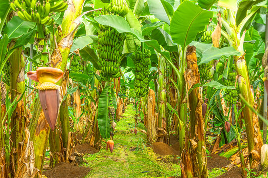 Ripening, unripe green bananas hang in clusters on banana plantations. Industrial scale banana cultivation for worldwide export.
