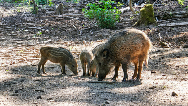 Wildsau mit ihren jungen Ferkeln