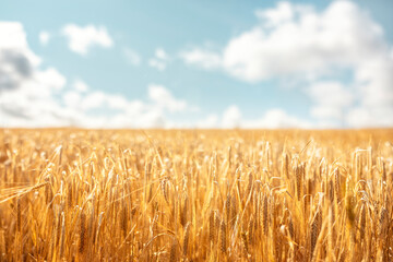 Naklejka premium Wheat or barley field background