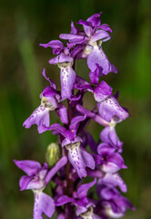 Orchis mâle au col de Belleroche, Les Neyrolles, Ain, France