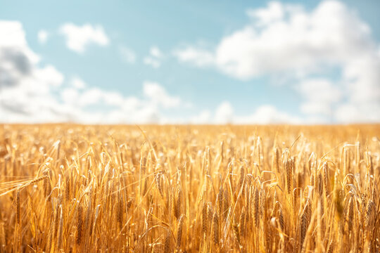 Wheat or barley field background
