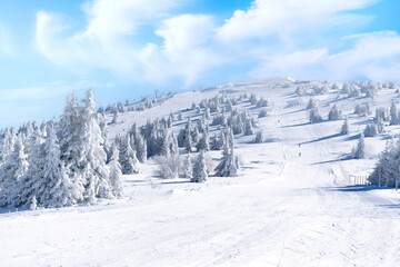 Winter panorama of the slope at ski resort, people skiing, snow pine trees, blue sky in Kopaonik, Serbia - obrazy, fototapety, plakaty