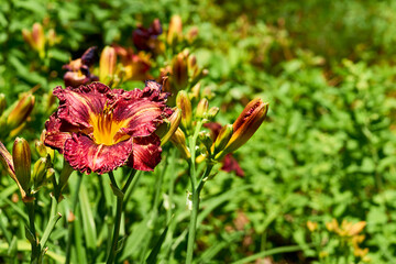 Fototapeta premium Delicate magenta red daylily Burgundy Love and fresh greenery in summer garden