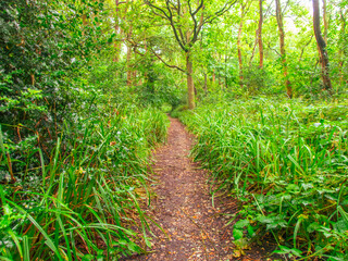 Fototapeta na wymiar Woodland path leading through green trees and undergrowth