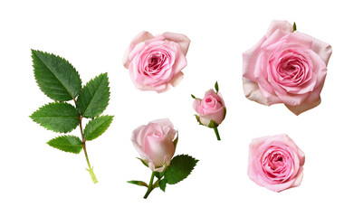 Set of pink rose flowers with green leaves isolated on white or transparent background