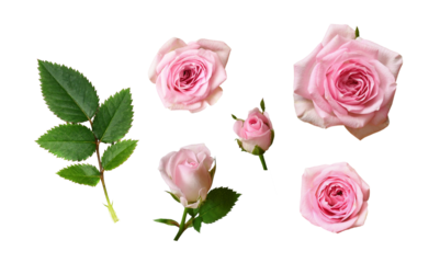 Set of pink rose flowers with green leaves isolated on white or transparent background